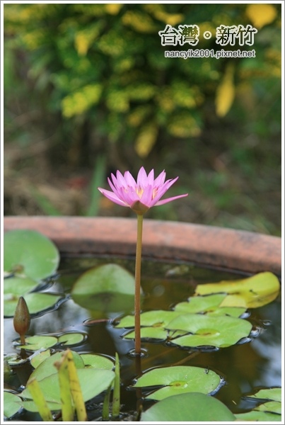 Lo Sir復古車莊園:來個不一樣的下午茶吧!【Lo Sir復古車莊園】