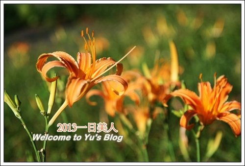 巴拉卡公路：台北賞金針花獨家秘境