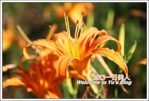 巴拉卡公路：台北賞金針花獨家秘境