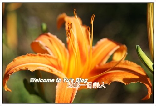 巴拉卡公路：台北賞金針花獨家秘境