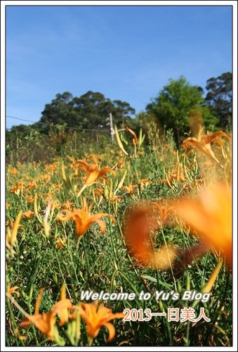 巴拉卡公路：台北賞金針花獨家秘境