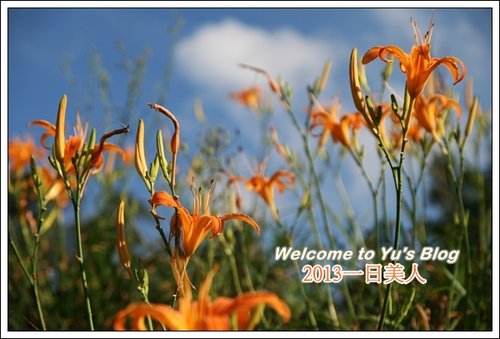 巴拉卡公路：台北賞金針花獨家秘境