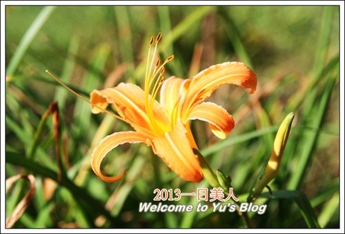 巴拉卡公路：台北賞金針花獨家秘境