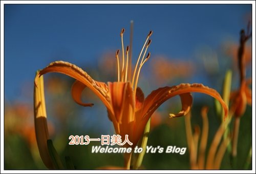 巴拉卡公路：台北賞金針花獨家秘境