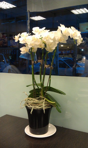 三姨臭豆腐(三姨素食)：三姨素食~素食界的銅板美食餐廳