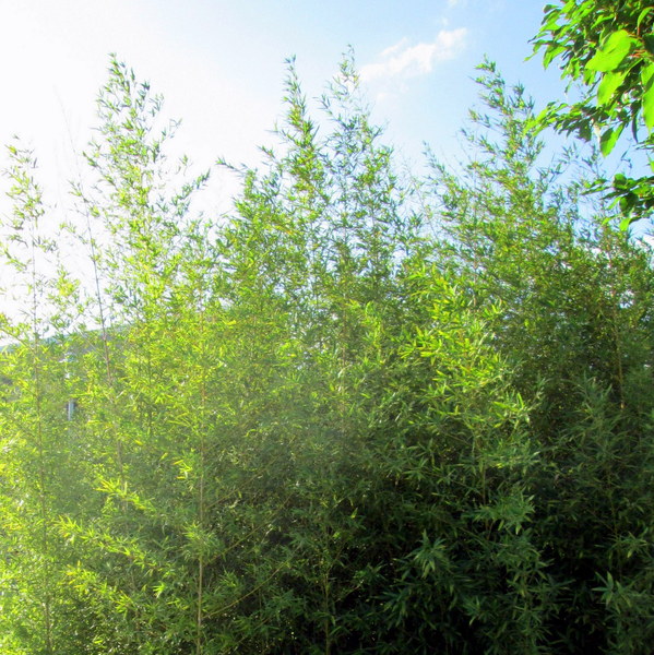 cm20131019___59e37efc13649d9a35340785f6c