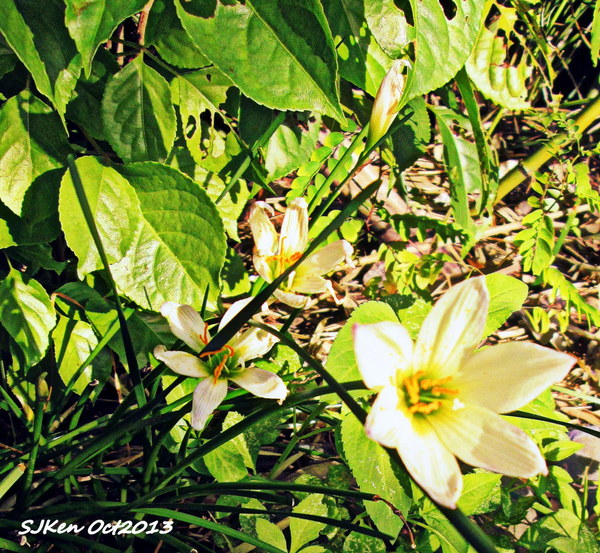 cm20131019___463525ee405209e8a56ab0c9596