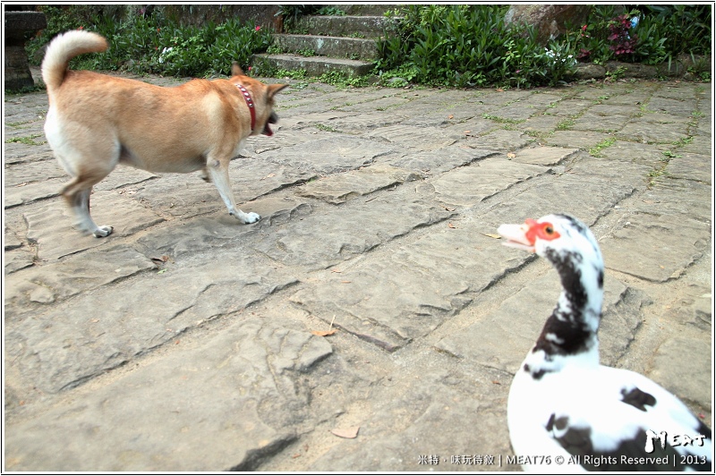 米特,味玩待敘部落格 © MEAT76|2013-02-14【台北 內湖 景點】捷運站旅遊玩樂遊記|大溝溪圓覺瀑布|茂密樹蔭竄涼意,平緩好走的綠色瀑布步道。(捷運大湖公園站)019.jpg