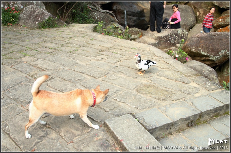 米特,味玩待敘部落格 © MEAT76|2013-02-14【台北 內湖 景點】捷運站旅遊玩樂遊記|大溝溪圓覺瀑布|茂密樹蔭竄涼意,平緩好走的綠色瀑布步道。(捷運大湖公園站)017.jpg