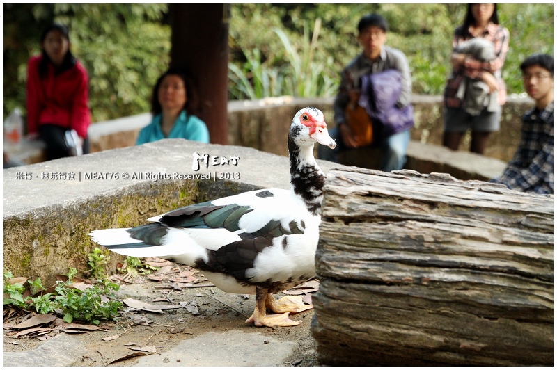米特,味玩待敘部落格 © MEAT76|2013-02-14【台北 內湖 景點】捷運站旅遊玩樂遊記|大溝溪圓覺瀑布|茂密樹蔭竄涼意,平緩好走的綠色瀑布步道。(捷運大湖公園站)016.jpg