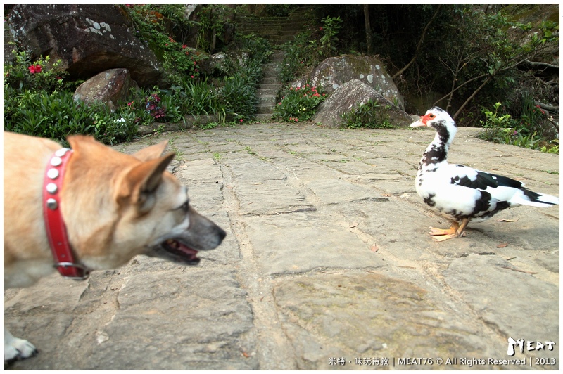 米特,味玩待敘部落格 © MEAT76|2013-02-14【台北 內湖 景點】捷運站旅遊玩樂遊記|大溝溪圓覺瀑布|茂密樹蔭竄涼意,平緩好走的綠色瀑布步道。(捷運大湖公園站)018.jpg
