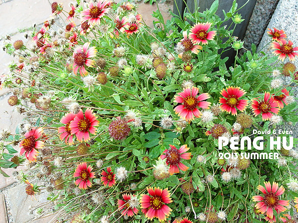 SAM_0585_副本_副本