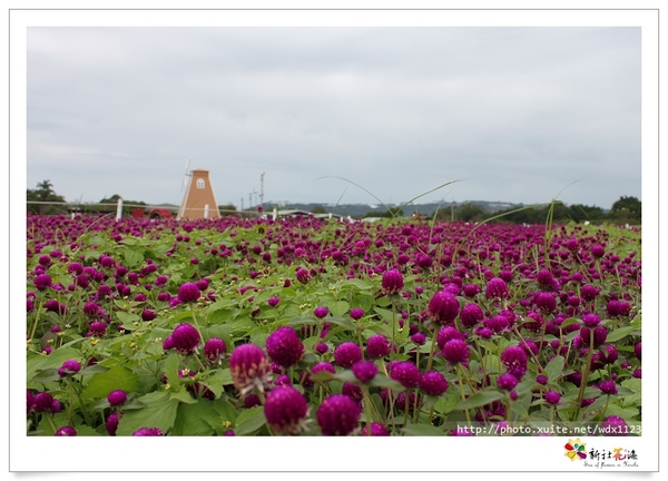 2013新社花海「花間 漫遊 樂悠遊」：2013新社花海✪搶先看✪少年pi的原版獨木舟太酷了~102.11.06