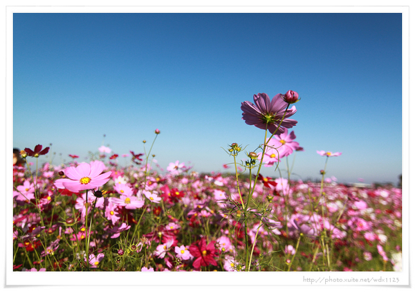 2013新社花海「花間 漫遊 樂悠遊」：2013新社花海✪搶先看✪少年pi的原版獨木舟太酷了~102.11.06