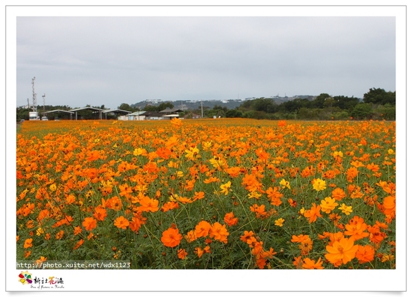 2013新社花海「花間 漫遊 樂悠遊」：2013新社花海✪搶先看✪少年pi的原版獨木舟太酷了~102.11.06
