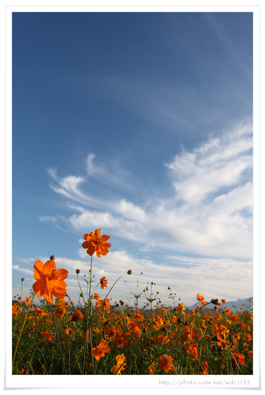 2013新社花海「花間 漫遊 樂悠遊」：2013新社花海✪搶先看✪少年pi的原版獨木舟太酷了~102.11.06