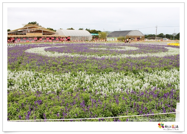 2013新社花海「花間 漫遊 樂悠遊」：2013新社花海✪搶先看✪少年pi的原版獨木舟太酷了~102.11.06