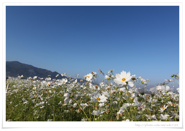 2013新社花海「花間 漫遊 樂悠遊」：2013新社花海✪搶先看✪少年pi的原版獨木舟太酷了~102.11.06
