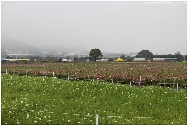 2013新社花海「花間 漫遊 樂悠遊」：2013新社花海✪搶先看✪少年pi的原版獨木舟太酷了~102.11.06