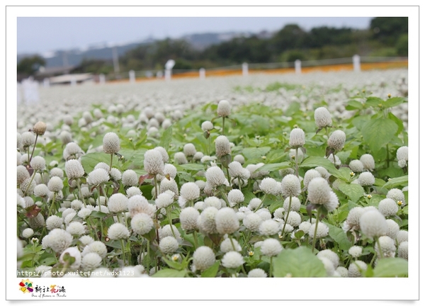 2013新社花海「花間 漫遊 樂悠遊」：2013新社花海✪搶先看✪少年pi的原版獨木舟太酷了~102.11.06