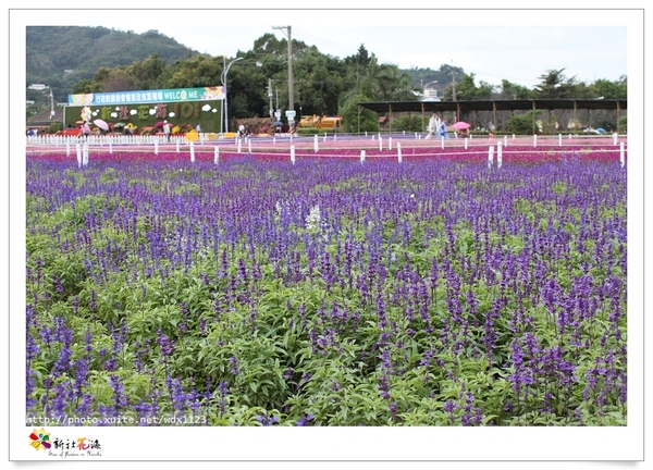 2013新社花海「花間 漫遊 樂悠遊」：2013新社花海✪搶先看✪少年pi的原版獨木舟太酷了~102.11.06