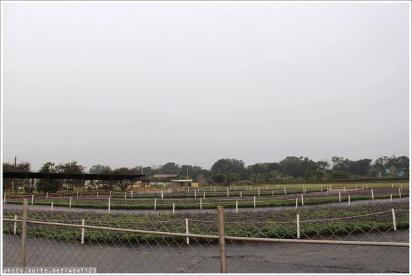 2013新社花海「花間 漫遊 樂悠遊」：2013新社花海✪搶先看✪少年pi的原版獨木舟太酷了~102.11.06