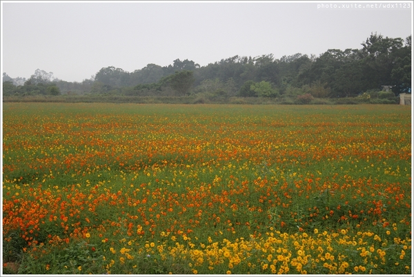 2013新社花海「花間 漫遊 樂悠遊」：2013新社花海✪搶先看✪少年pi的原版獨木舟太酷了~102.11.06