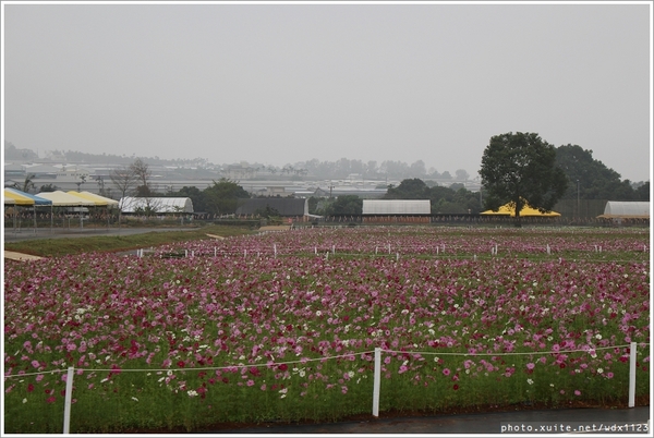 2013新社花海「花間 漫遊 樂悠遊」：2013新社花海✪搶先看✪少年pi的原版獨木舟太酷了~102.11.06