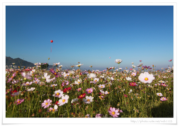 2013新社花海「花間 漫遊 樂悠遊」：2013新社花海✪搶先看✪少年pi的原版獨木舟太酷了~102.11.06