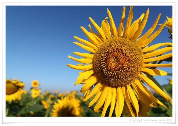 2013新社花海「花間 漫遊 樂悠遊」：2013新社花海✪搶先看✪少年pi的原版獨木舟太酷了~102.11.06