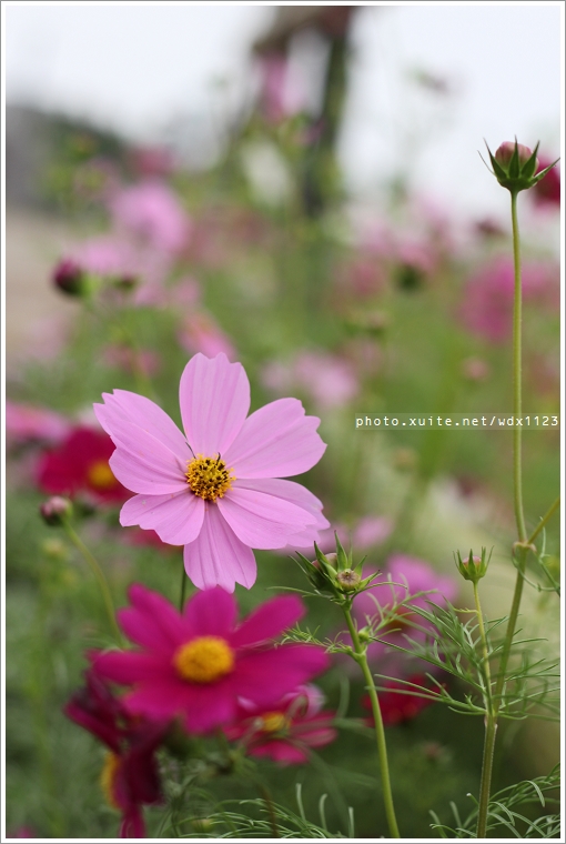 2013新社花海「花間 漫遊 樂悠遊」：2013新社花海✪搶先看✪少年pi的原版獨木舟太酷了~102.11.06