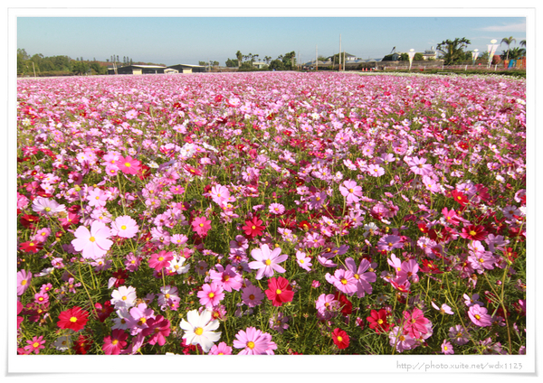 2013新社花海「花間 漫遊 樂悠遊」：2013新社花海✪搶先看✪少年pi的原版獨木舟太酷了~102.11.06