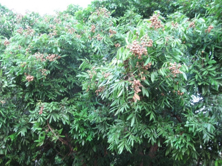 橋頭糖廠單車步道：十里單騎[橋頭糖廠]鄉間行