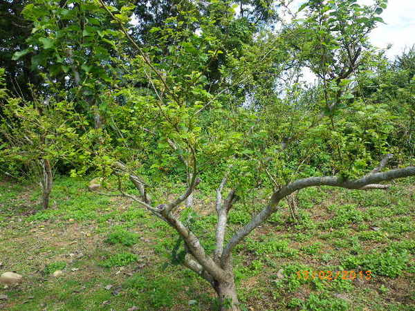 銅鑼鄉爆仗花：爆仗花迎新春˙銅鑼工業區好壯觀