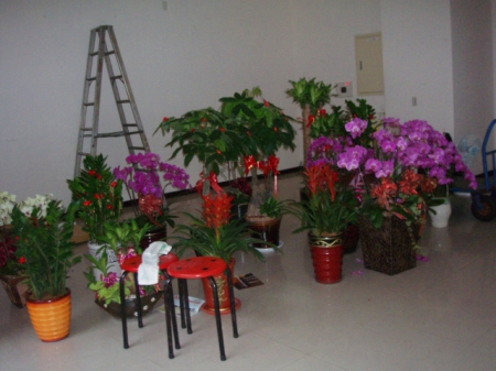 中聖里{跳蚤市場}：跳蚤市場[地方選舉競選總部義賣盆栽]