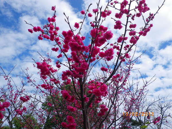 銅鑼鄉爆仗花：爆仗花迎新春˙銅鑼工業區好壯觀