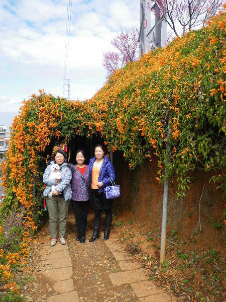 銅鑼鄉爆仗花：爆仗花迎新春˙銅鑼工業區好壯觀