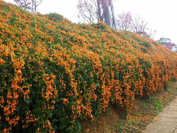 銅鑼鄉爆仗花：爆仗花迎新春˙銅鑼工業區好壯觀