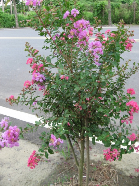 橋頭糖廠單車步道：十里單騎[橋頭糖廠]鄉間行