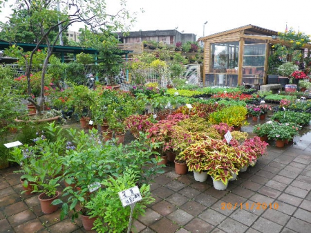 愛買花坊：鬧中取靜喝咖啡賞花情