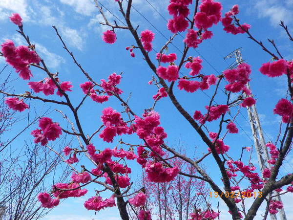 銅鑼鄉爆仗花：爆仗花迎新春˙銅鑼工業區好壯觀