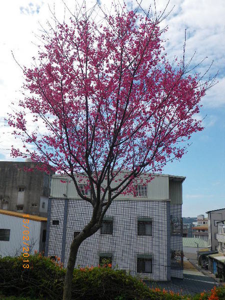 銅鑼鄉爆仗花：爆仗花迎新春˙銅鑼工業區好壯觀