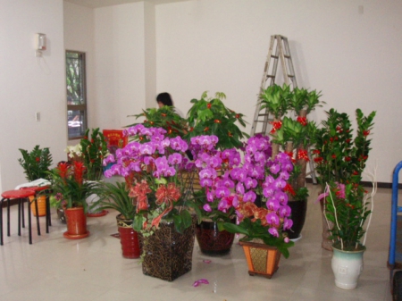 中聖里{跳蚤市場}：跳蚤市場[地方選舉競選總部義賣盆栽]