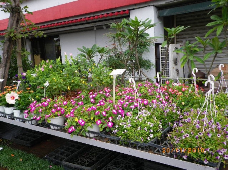 愛買花坊：鬧中取靜喝咖啡賞花情