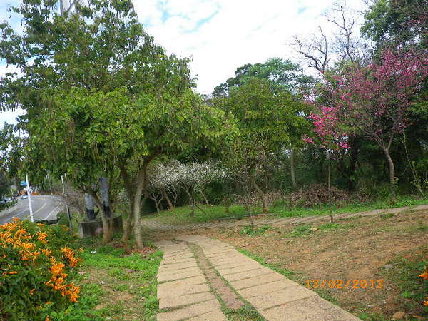 銅鑼鄉爆仗花：爆仗花迎新春˙銅鑼工業區好壯觀