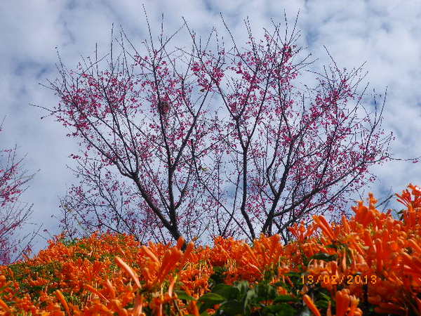 銅鑼鄉爆仗花：爆仗花迎新春˙銅鑼工業區好壯觀