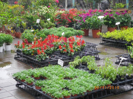 愛買花坊：鬧中取靜喝咖啡賞花情