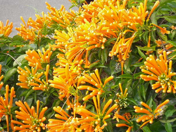 銅鑼鄉爆仗花：爆仗花迎新春˙銅鑼工業區好壯觀