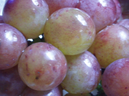 台西水果:葡萄˙櫻桃˙芒果˙我的最愛水果