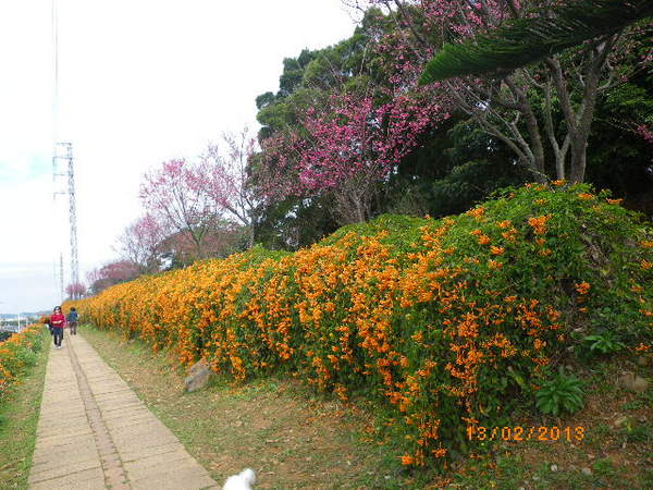 銅鑼鄉爆仗花：爆仗花迎新春˙銅鑼工業區好壯觀